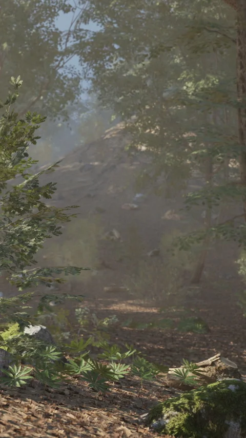 Trees and rocks in a forest with sun shining through in early morning Stock Footage 342109142