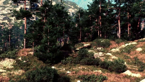 Trees and rocks in a forested area with mountains in the background Stock Footage 343574465