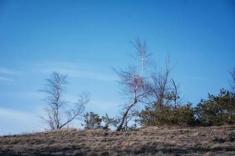 Trees and rocks. Mountain range Demerdzhi Stock Photos