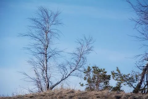 Trees and rocks. Mountain range Demerdzhi Stock Photos