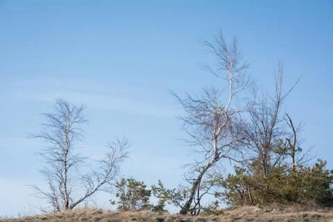 Trees and rocks. Mountain range Demerdzhi Stock Photos