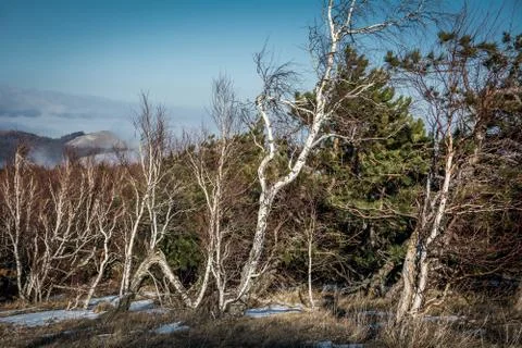 Trees and rocks. Mountain range Demerdzhi Stock Photos