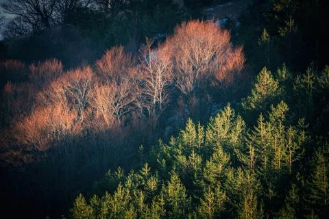 Trees and rocks. Mountain range Demerdzhi Stock Photos
