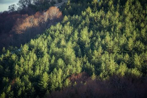 Trees and rocks. Mountain range Demerdzhi Stock Photos