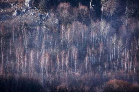 Trees and rocks. Mountain range Demerdzhi Foto stock
