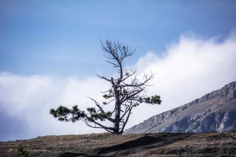 Trees and rocks. Mountain range Demerdzhi Stock Photos