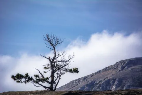 Trees and rocks. Mountain range Demerdzhi Stock Photos