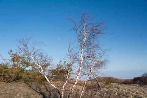 Trees and rocks. Mountain range Demerdzhi Stock Photos