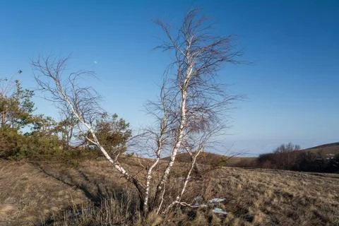 Trees and rocks. Mountain range Demerdzhi Stock Photos