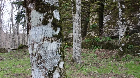 Trees and rocks on the path leading to the Franciscan shrine in italy Stock Footage 75214433