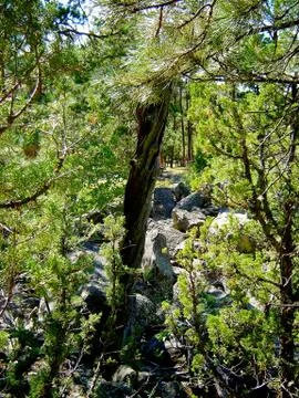 Trees and rocks Stock Photos