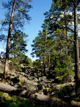Trees and rocks Fotos Stock
