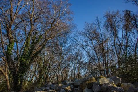 Trees and rocks Stock Photos