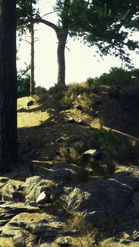 Trees and rocks on a slope in natural setting during daytime Stock Footage 331759851