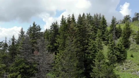 Trees And Rocks On Steep Slopes In The Mountain Stock-Footage 159915653