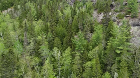 Trees and Rocky Mountainside Stock Footage 158180205