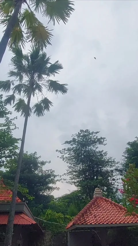 Trees and Roofs, Vertical Stock Footage 296686070