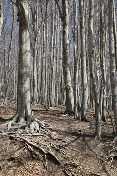 Trees and roots in a forest Stock Photos