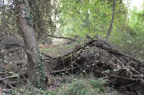Trees and roots Stock-Fotos