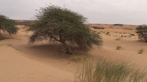 Trees and sand dunes in the Erg Amatlich, Mauritania Vídeo Stock 147580088