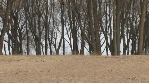 Trees and sand, natural background Stock Footage 35885556