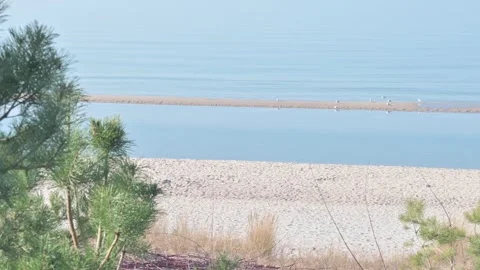Trees and Sandy Coastline, Baltic sea. Miedzyzdroje Poland. 스톡 동영상 304529417