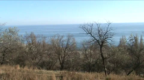 Trees and sea Stock Footage 926004