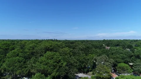 Trees and sea Stock Footage 83192820