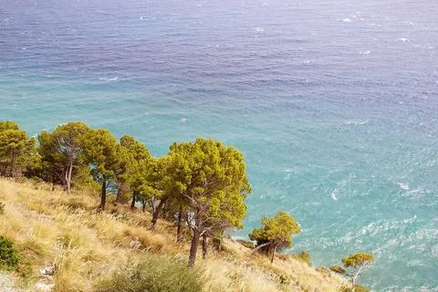 Trees and sea Stock Photos