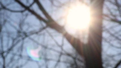 Trees and the setting sun between them Stock Footage 128635548