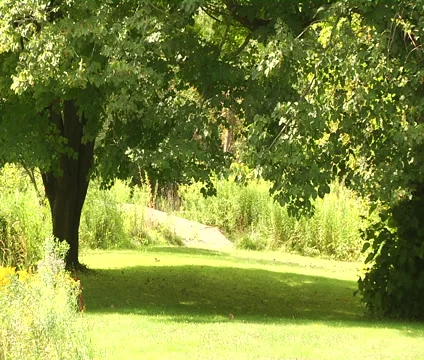 Trees and shadow Stock Footage 55150930