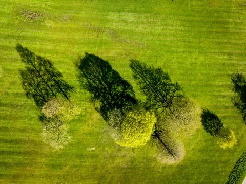Trees and Shadow Stockfoto's