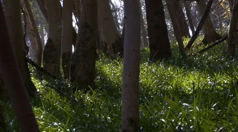 Trees and shadows 01 스톡 동영상 69605