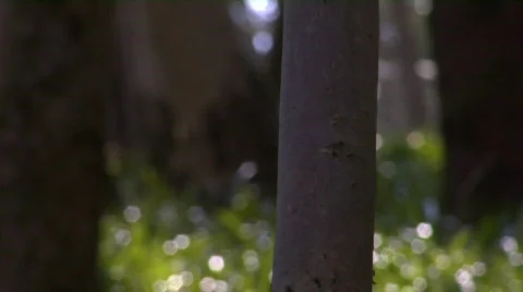 Trees and shadows 02 스톡 동영상 69588