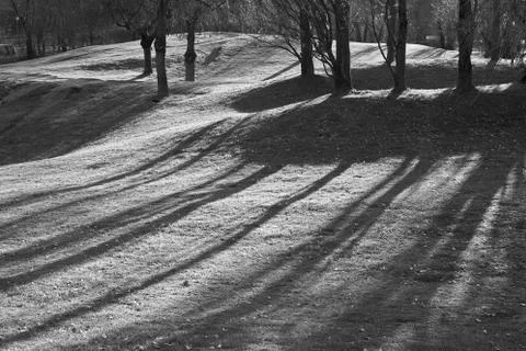 Trees and shadows Stock Photos