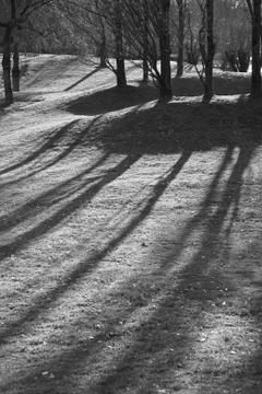 Trees and shadows Stock Photos