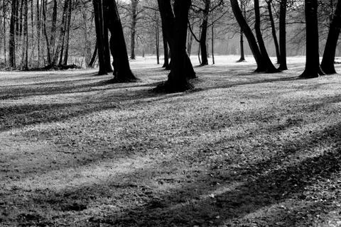 Trees and shadows Stock Photos