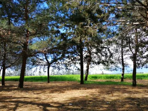 Trees and shadows Stock-Fotos