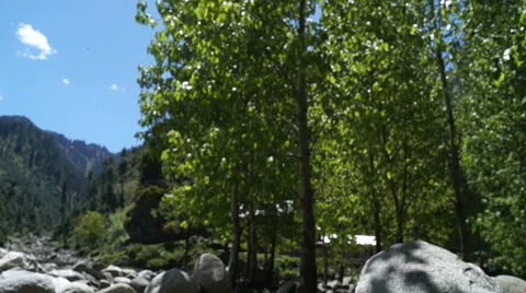 Trees and shadows on rocks Stock Footage 50097568