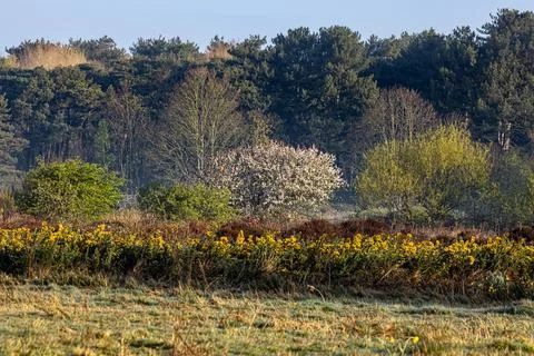 Trees and shrubs on a heath in springtime, on a sunny morning Stock Photos