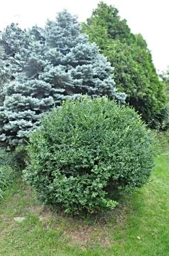 Trees and shrubs Stock Photos