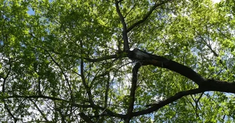 Trees and sky 4K Stock Footage 50574510