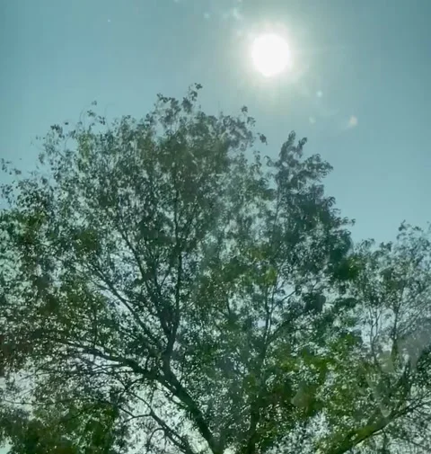 Trees and sky, Bright sun light natural view. Blue sunny clear sky  Stock Footage 305166121