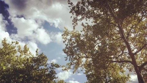 Trees and the sky with clouds Stock Footage 91069011