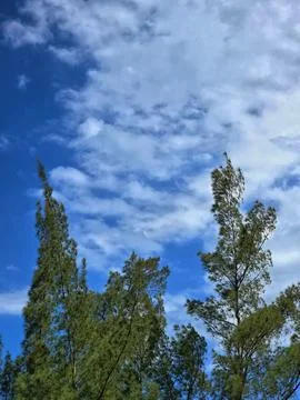 Trees and a sky with clouds Stock Photos