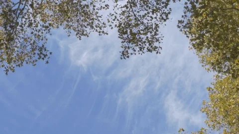 Trees and sky in fall Stock Footage 114247036