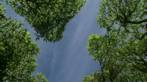 Trees and sky Video stock 772587