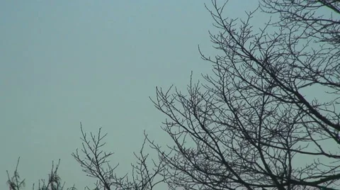 Trees and sky Vidéo 1014192