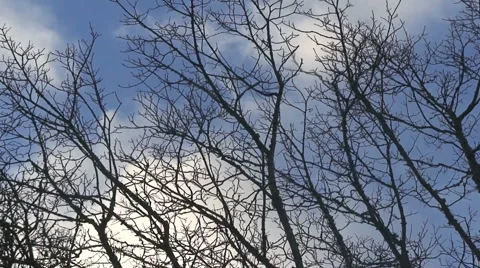 Trees and sky Stock Footage 1014195