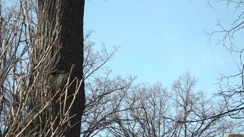 The trees and sky. Video stock 74392199